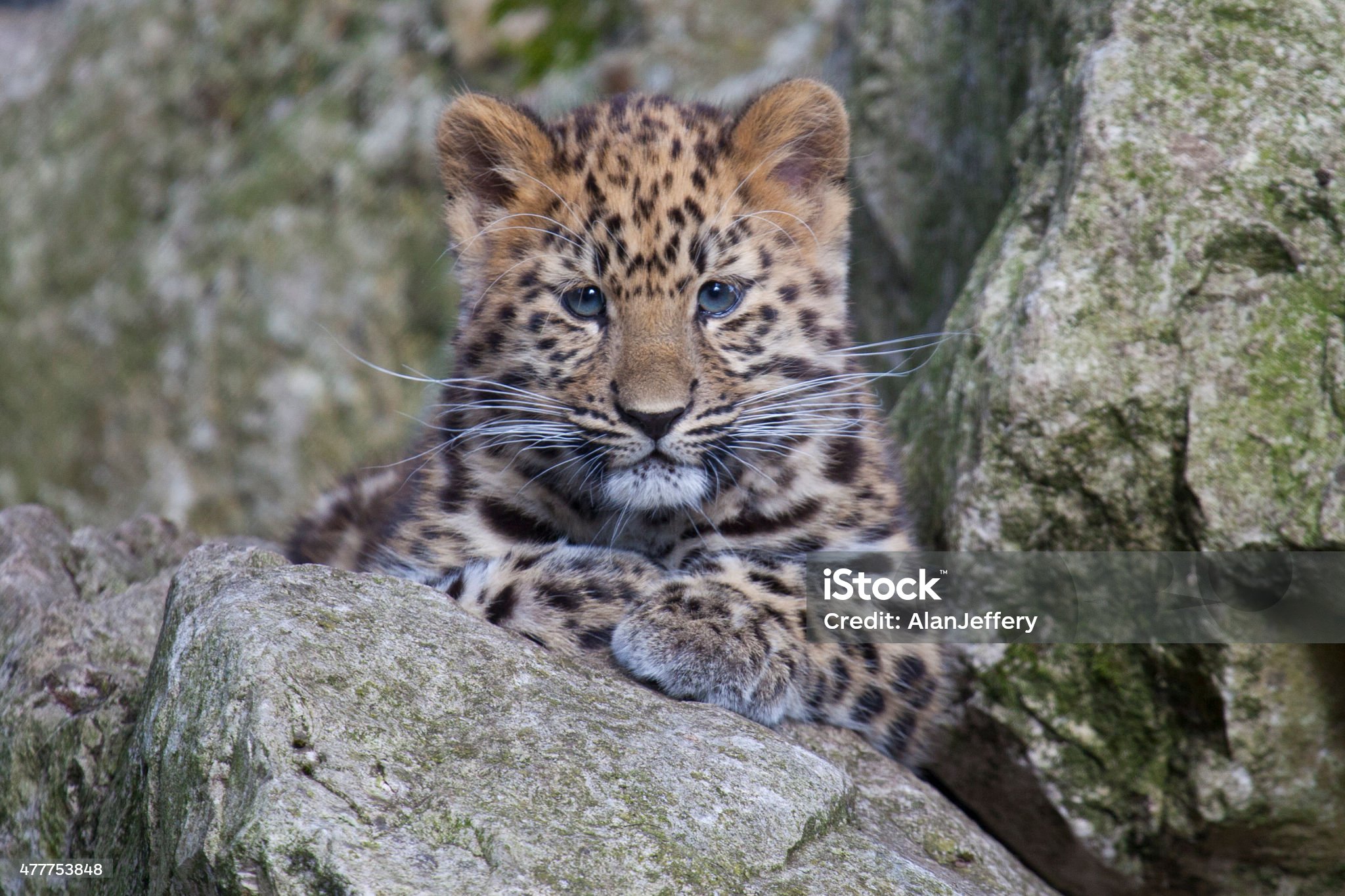 Amur Leopard - Endangered Species