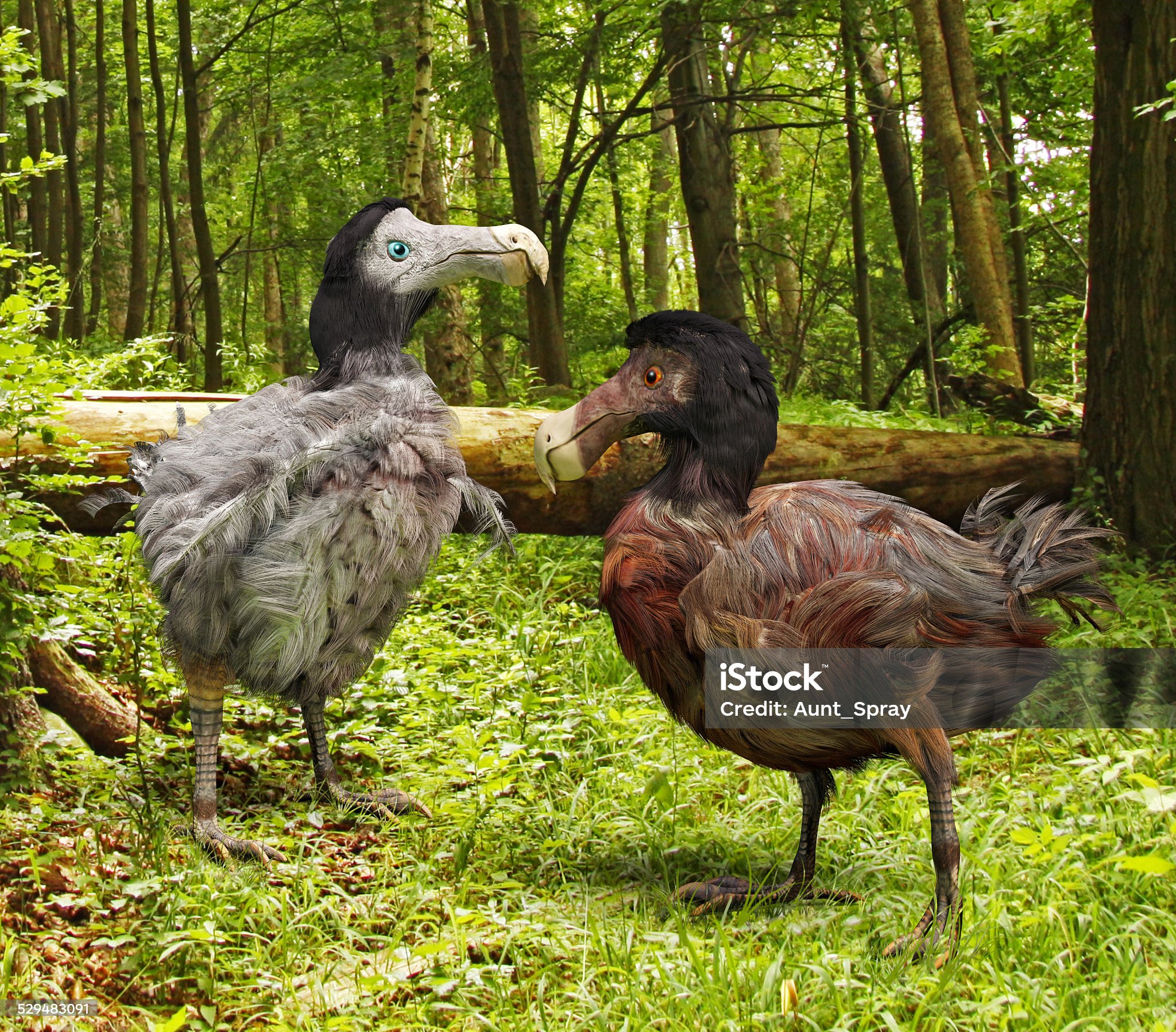 Dodo - Extinct Species